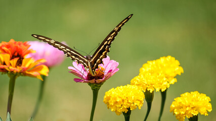 butterfly monarch