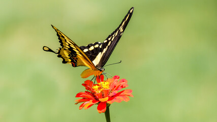 butterfly monarch
