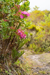Obraz premium Vegetation in the Páramo de Chingaza, Colombia.