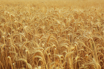 Wheat field close up with place for text