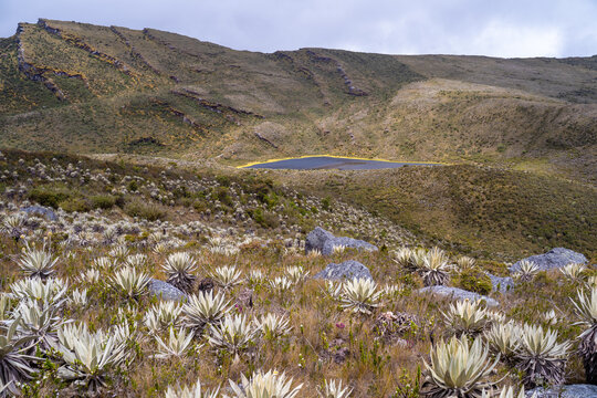 Frailejones, endemic flowers of the paramo of south america, the Lagunas de Siecha, P&aacute;ramo de Chingaza, Colombia.