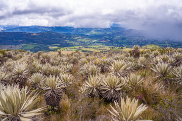 Fototapeta na wymiar Frailejones, endemic flowers of the paramo of south america, Páramo de Chingaza, Colombia.
