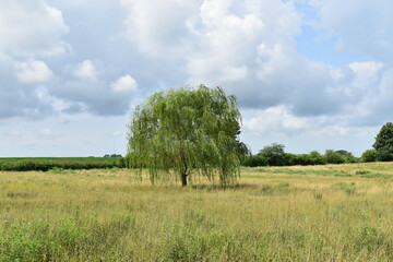 Weeping Willow Tree in a Field