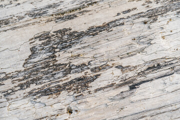 Background with the texture of an old stump.