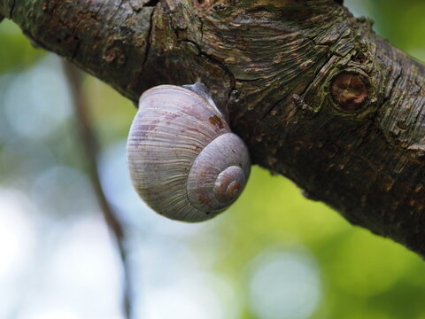 Weinbergschnecke