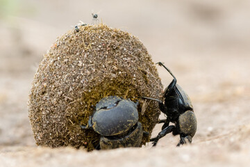Dung beetle