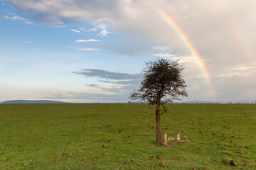 Cheetahs under a rainbow