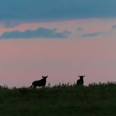 Fototapeta na wymiar bison at sunrise