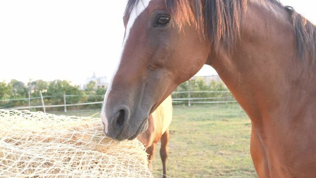 Horse eating hay from a special hay net. Slow feeder hay nets allows horses to eat as they do in nature, because  horse must be encouraged to nibble and move. 