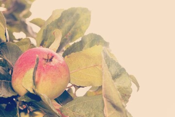 hand drawn apple
