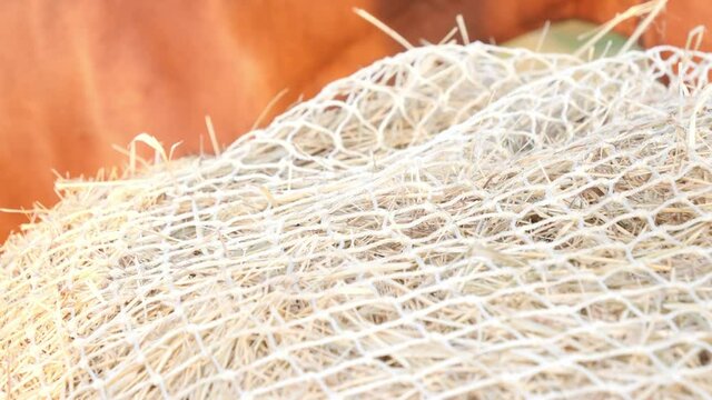 Horse eating hay from a special hay net. Slow feeder hay nets allows horses to eat as they do in nature, because  horse must be encouraged to nibble and move. 