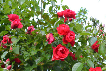 Large bush of garden red roses