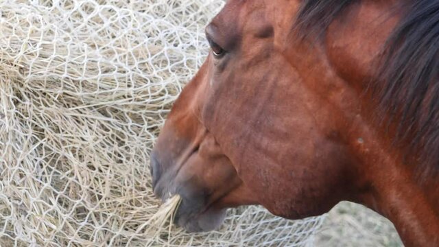 Horse eating hay from a special hay net. Slow feeder hay nets allows horses to eat as they do in nature, because  horse must be encouraged to nibble and move. 