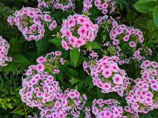 Obraz premium blooming buds of phlox in the garden during the daytime in summer.