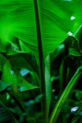 green leaf background