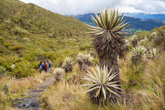 Frailejones, endemic flowers of the paramo of south america, paramo de Chingaza, Colombia.