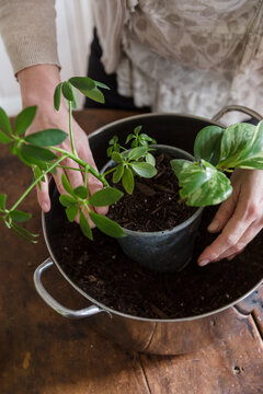 Potting up houseplants at home