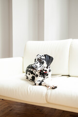 black and white dog