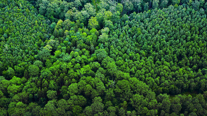 Aufforstung - Luftaufnahme von gesunden natürlichen Wäldern in der Natur Landschaft - Nachhaltige...