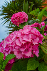 Hydrangea - flowering plant that belongs to the hydrangea family.