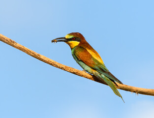European Bee-Eater Sitting on Steak against Blue Sky