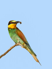European Bee-Eater Sitting on Stick and Holding Bee in its Beak on Blue Sky