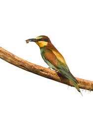 European Bee-Eater Holding a Bee on White Background, Isolated