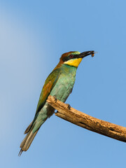 European Bee-Eater Sitting on Steak and Holding a Bee in its Beak against Blue Sky