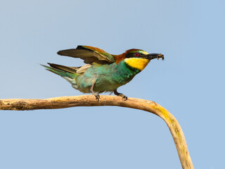 European Bee-Eater Sitting on Steak and Holding a Bee in its Beak against Blue Sky