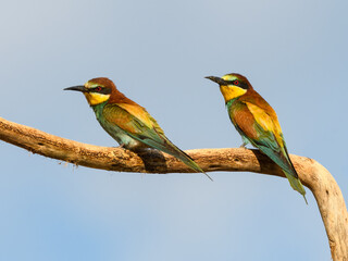 Two European Bee-Eaters Sitting on Steak against Blue Sky