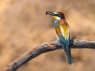 European Bee-Eater Sitting on Steak and Holding a Bee in its Beak  