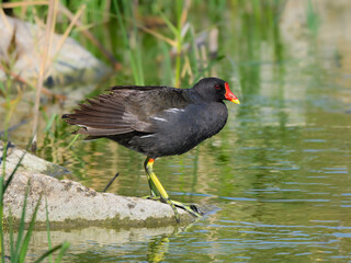 Common Moorhen or Eurasian Moorhen Standing on Rock, Closeup Portrait