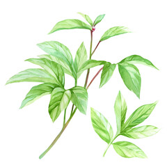 Watercolor flower on white background. Peonies. Leaves, stems. Botanical elegant illustration for invitation, anniversary, birthday, invitations, romance