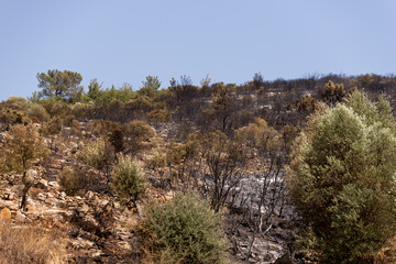 Landscape shot of Bunrt forest at Mugla Bodrum Turkey.