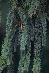 Evergreen branches background