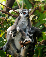 ring-tailed lemur is a large strepsirrhine primate,  black and white ringed tail. It belongs to Lemuridae