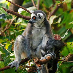 ring-tailed lemur is a large strepsirrhine primate,  black and white ringed tail. It belongs to Lemuridae