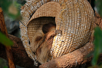 Sloths are a group of arboreal Neotropical xenarthran mammals, Sloth sleeping in a basket