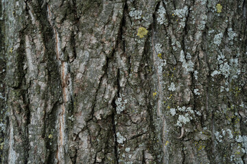Close up of the bark of a tree. On the bark there are white and yellow lichens (landscape)