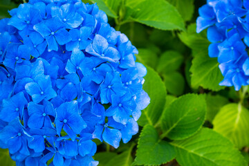 Close up of blue hydrangea flowers in a summer garden. Photo taken at noon in perfect lighting...