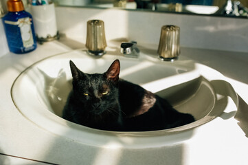 A black cat giving a glare with its yellow eyes. 
