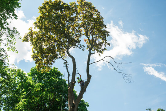 Tree removal worker in a tree swinging a rope