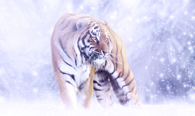 Tiger on fairytale winter snow background with snowfall and snowflakes, symbol of Chinese New Year...