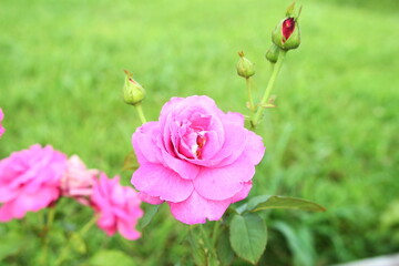 pink rose flower macro isolated in blur background