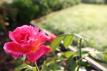 pink rose flower macro isolated in blur background