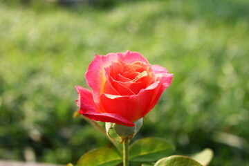pink rose flower macro isolated in blur background