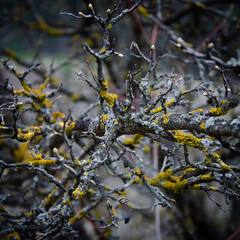 autumn leaves in the wind