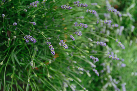Lavender plants