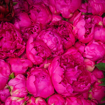 Vivid magenta peony flowers