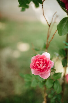 Roses Background